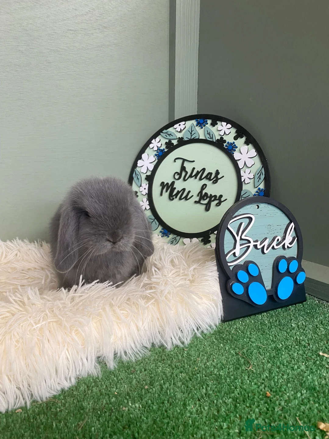 Mini Lop rabbits for sale: Baby Mini Lop Rabbits - Ready 19th August - Advert 2