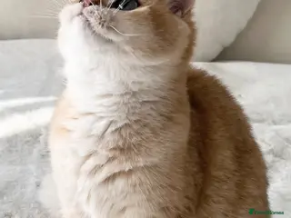 British Shorthair cats Tica Registered Ny12 Golden British Shorthair Girl - Advert 2