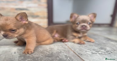 French Bulldog dogs - Advert 15