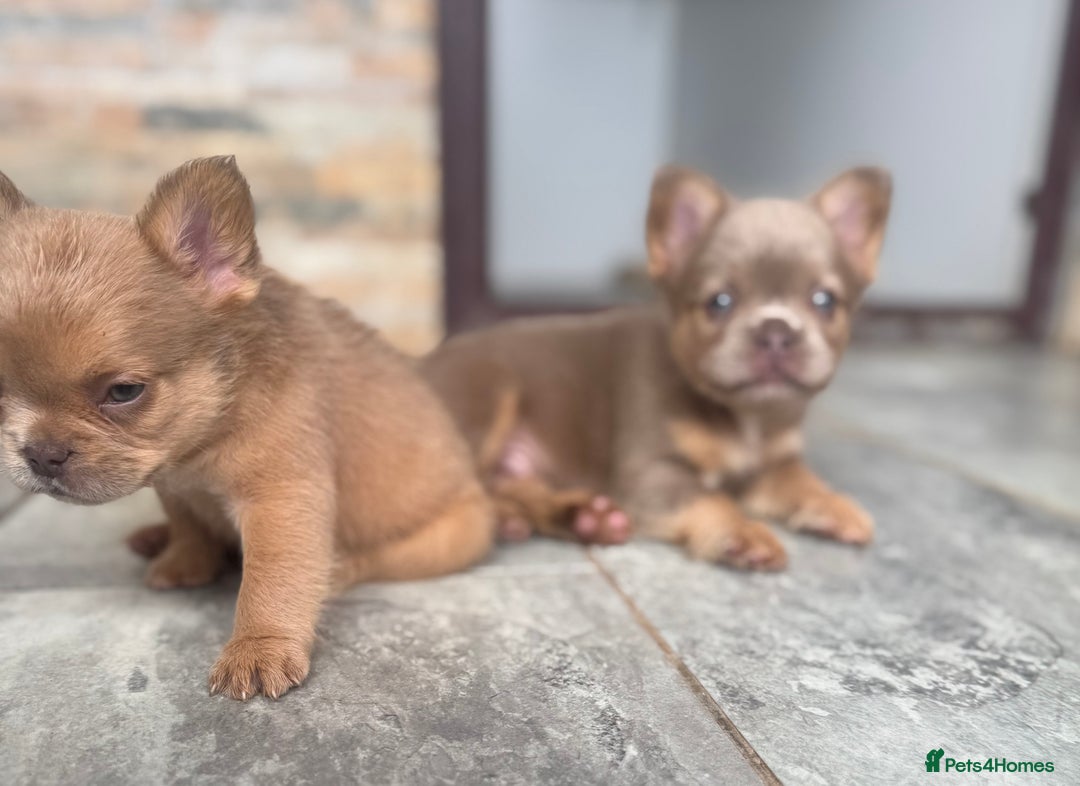 French Bulldog dogs for sale: Fluffy French Bulldogs/DNA Tested Parents  - Image 3