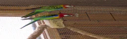 Parakeets birds for sale: A Pair of Eastern Rosellas  - Advert 5