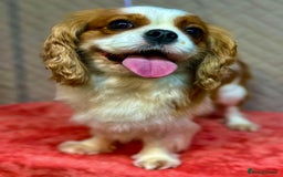 Cavalier King Charles Spaniel dogs for adoption: Lady’s Miracle: From Misery to Love - Image 4