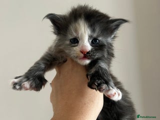 Maine Coon cats 2 stunning girls 1 polydactyl - Advert 8