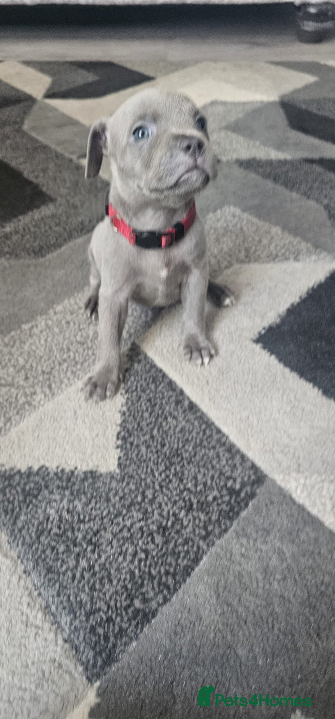 Staffordshire Bull Terrier dogs for sale: Staffordshire Bull Terrier Puppies for Sale - Image 11