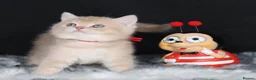 British Shorthair cats for sale: Registered Golden British Shorthaired kittens - Advert 25