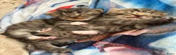 Mixed Breed cats for sale: 5 beautiful kittens for new homes - Advert 7