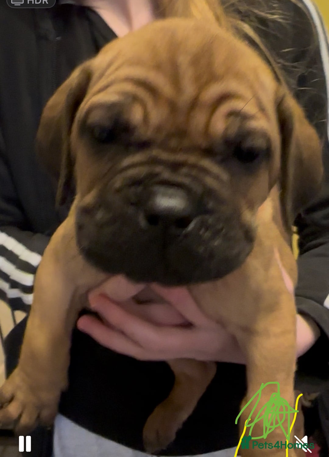 Cane Corso dogs for sale: Cane Corse Puppies - Advert 7