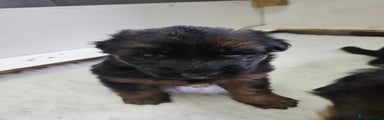 German Shepherd Puppy 4
