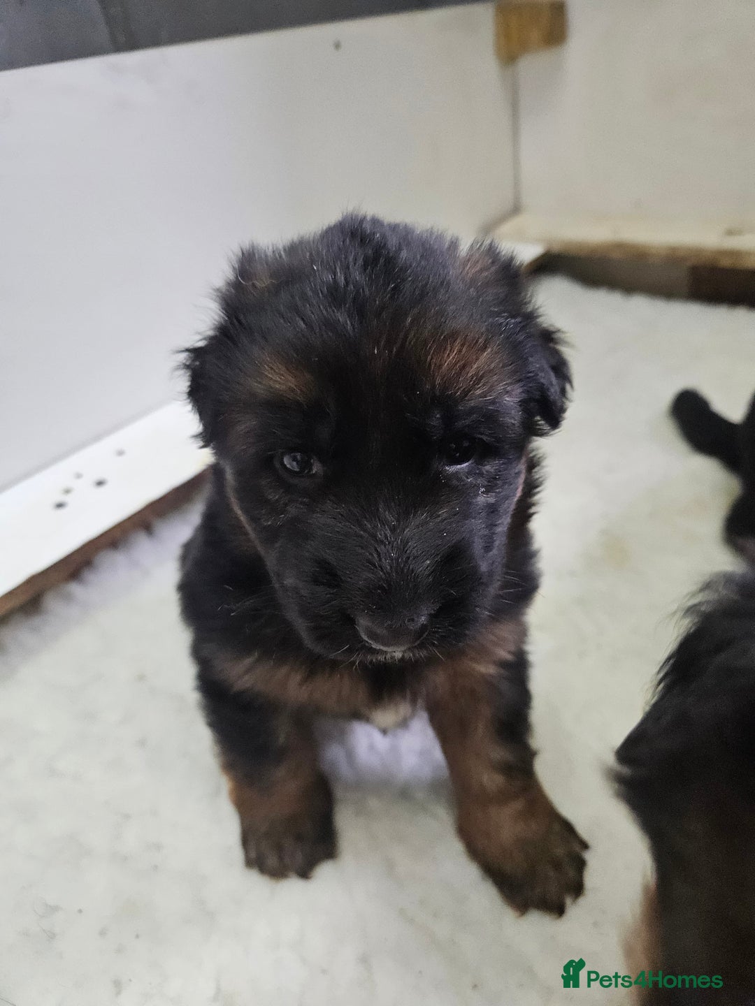 German Shepherd dogs for sale: German shepherd puppies - Advert 4