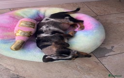 Miniature Dachshund dogs for sale: Beautiful 2 Blue Eyed Dapple Adult Female  - Image 10