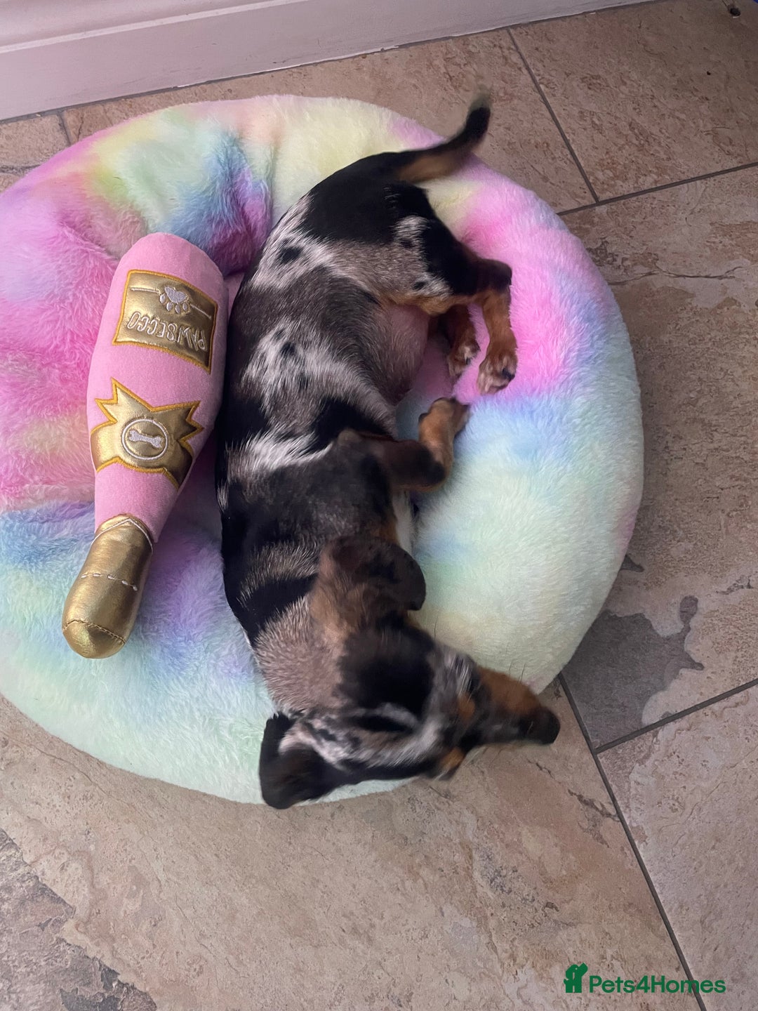Miniature Dachshund dogs for sale: Beautiful 2 Blue Eyed Dapple Adult Female  - Image 10