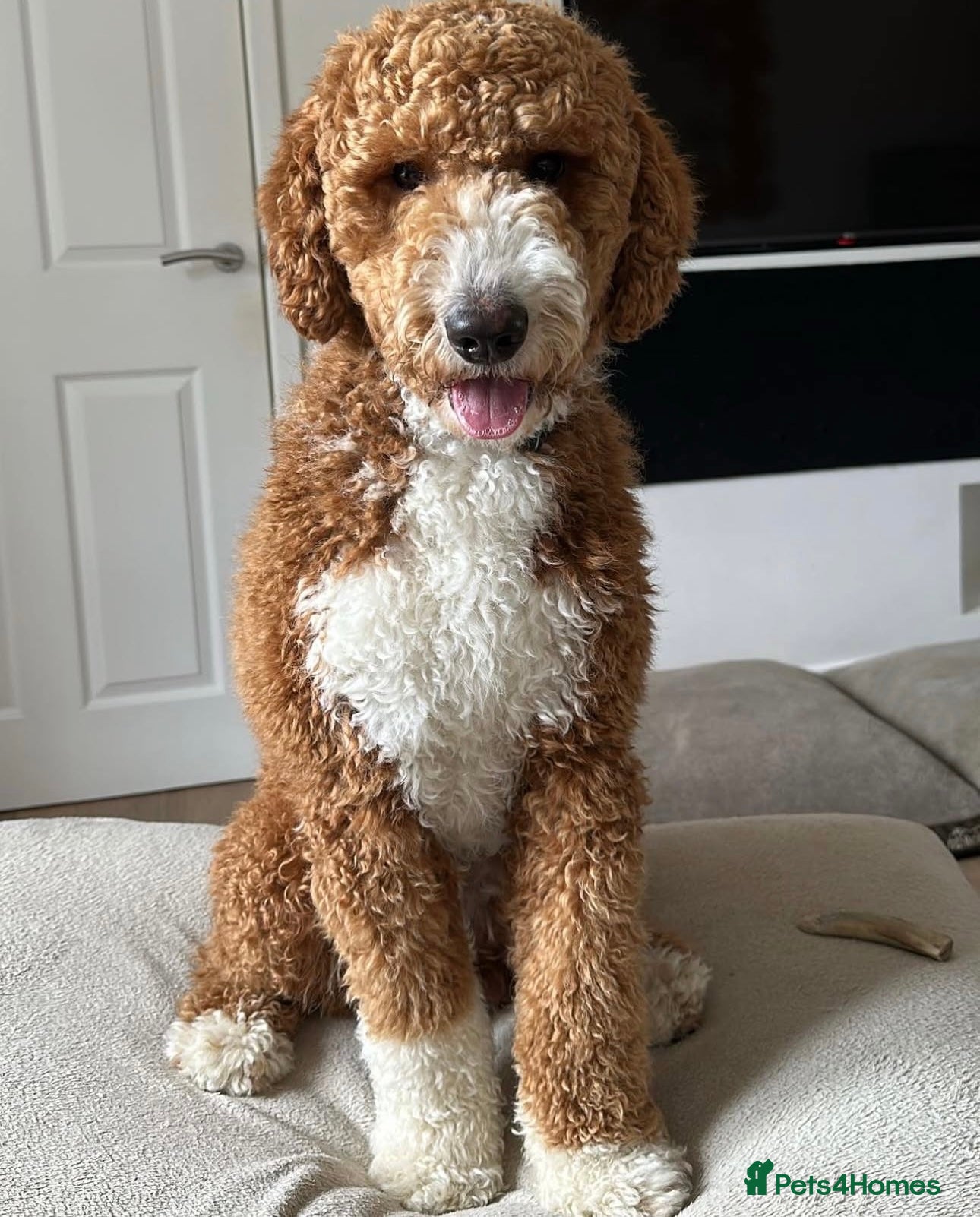 Goldendoodle dogs Tuxedo RARE BOY gorgeous Goldendoodle  - Advert 6