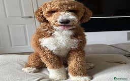 Goldendoodle dogs for stud: RARE gorgeous Goldendoodle  - Image 1