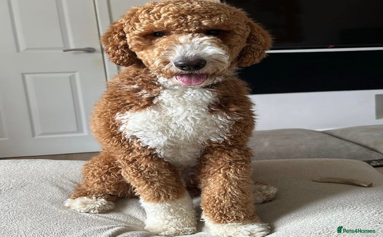 Goldendoodle dogs - Advert 1