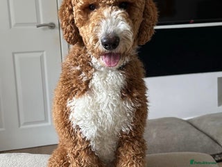 Goldendoodle dogs - Advert 20