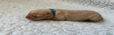 Labrador Retriever Puppy 1