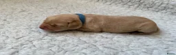 Labrador Retriever dogs for sale: K.C.Reg Superb Labrador Puppies - Advert 11