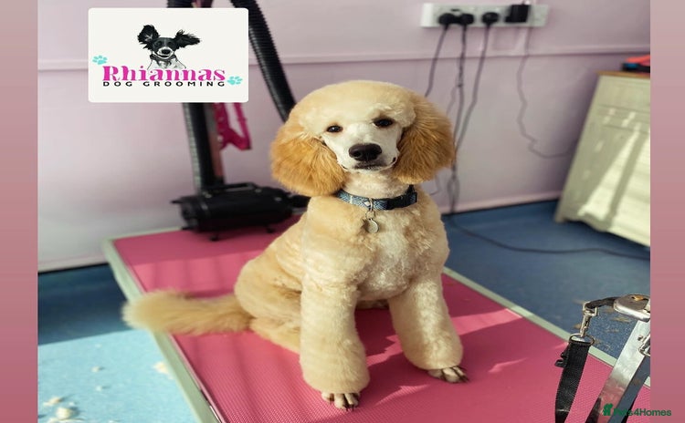 Poodle dogs - Advert 1