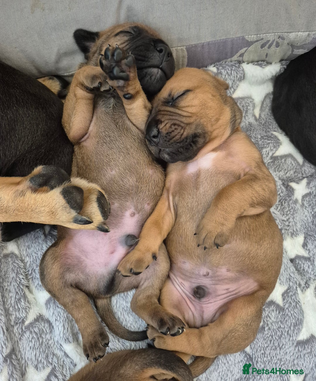 Mixed Breed dogs for sale: Bullmastiff x puppies 🐶  - Image 11