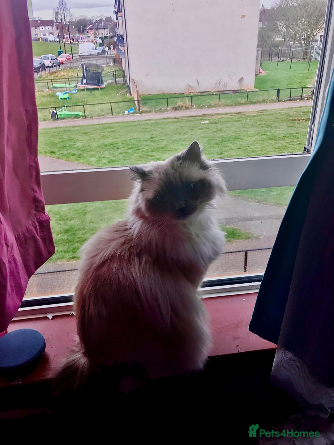 Ragdoll cats for sale: Looking for a good home  - Advert 1