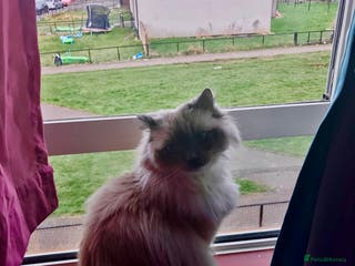 Ragdoll cats Looking for a good home - Advert 4