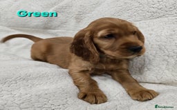Cocker Spaniel dogs for sale: 🐾 Adorable Cocker Spaniel Puppies for Sale! 🐾 - Image 12