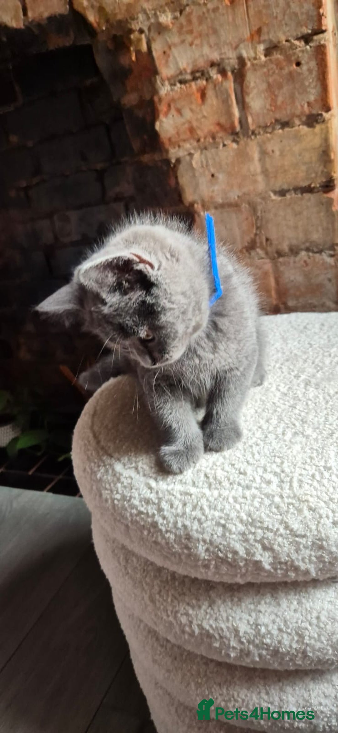 Scottish Fold cats for sale: Adorable Scottish Fold and Straight Kittens  - Image 23