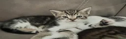 Mixed Breed cats for sale: beautiful kittens  in Slough - Advert 14