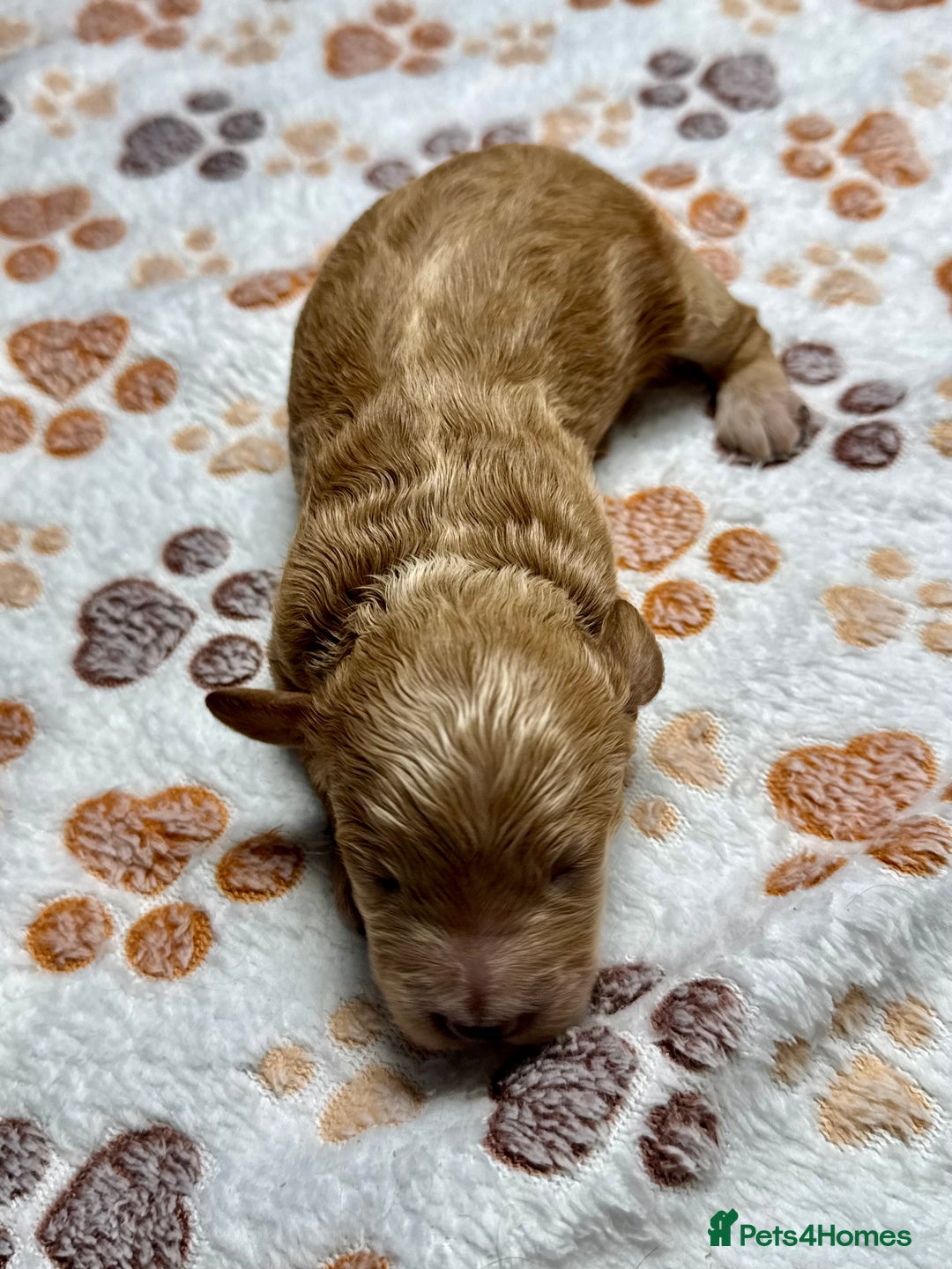 Cockapoo dogs for sale: Beautiful Fully Health Tested Cockapoos - Image 6