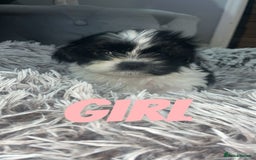 Shih Tzu dogs for sale: Shih Tzu Puppies - Image 17