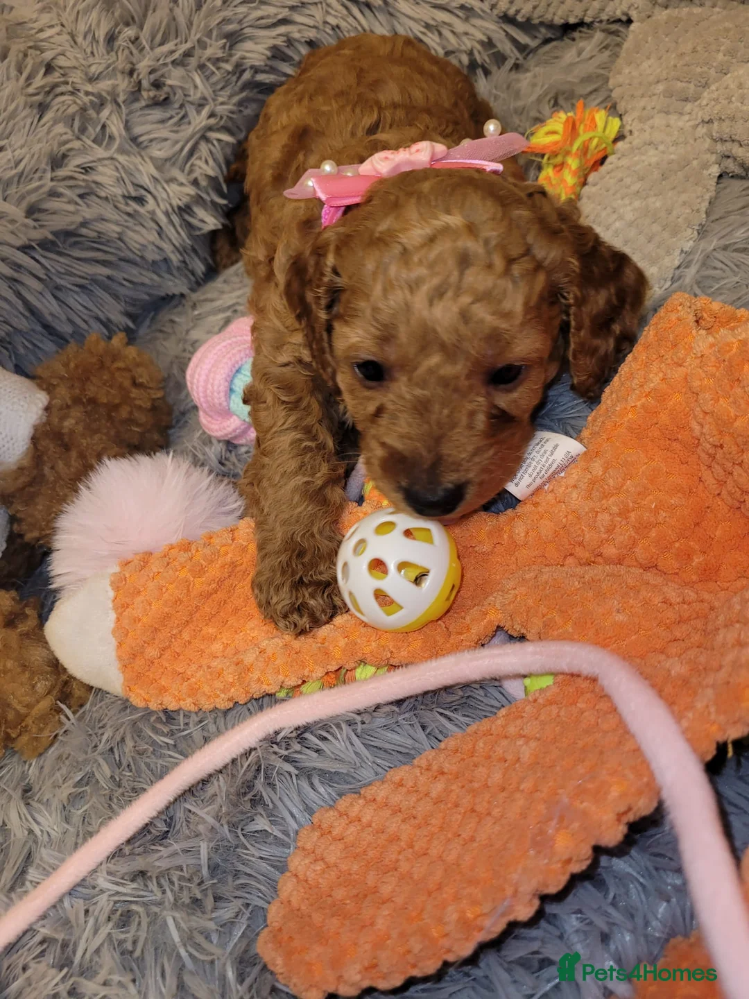 Cockapoo dogs for sale: Cockapoo puppies - Advert 11