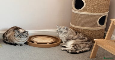 British Shorthair cats - Advert 7