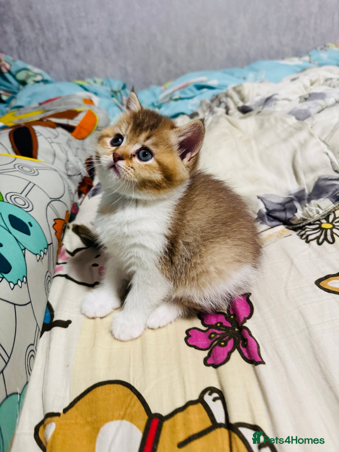 British Shorthair cats for sale: British shorthair - Advert 3