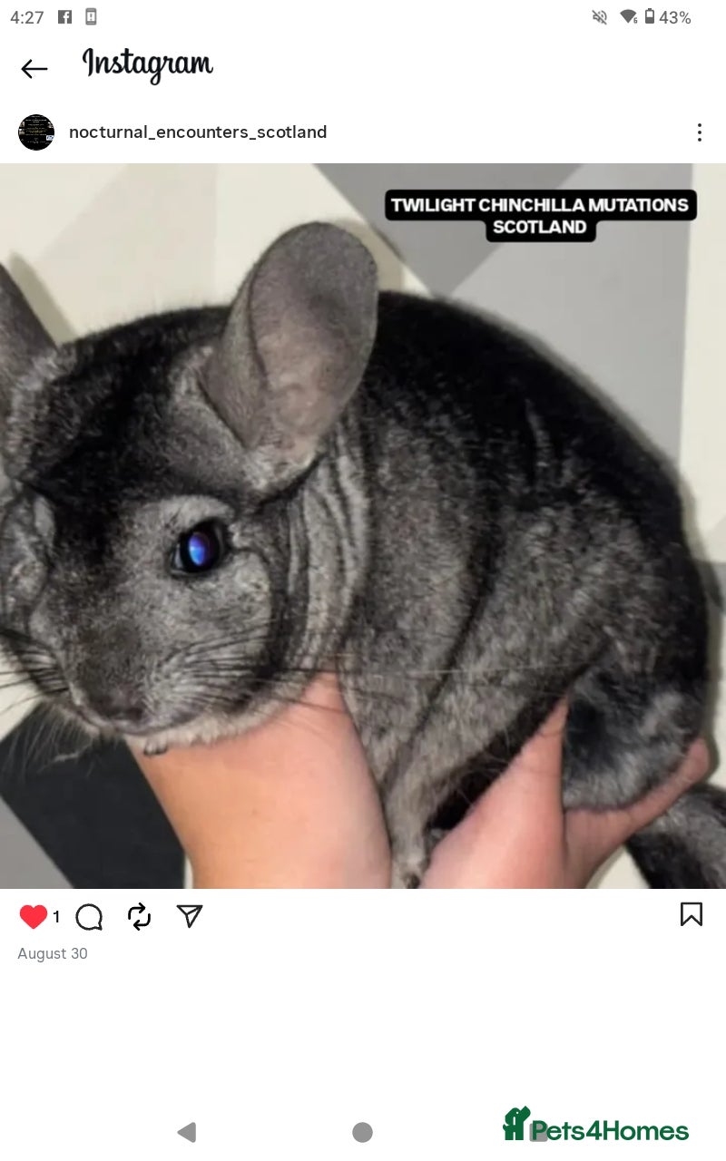 Chinchilla rodents Adult Proven Ebony Chinchillas For sale  - Advert 7