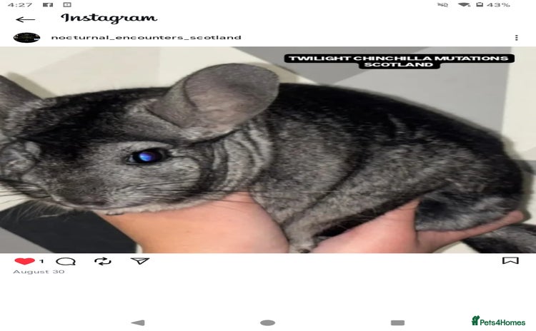 Chinchilla rodents Adult Proven Ebony Chinchillas For sale  - Advert 1