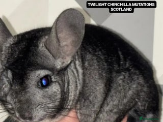 Chinchilla rodents Adult Proven Ebony Chinchillas For sale - Advert 1