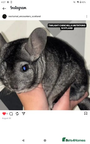 Chinchilla rodents Adult Proven Ebony Chinchillas For sale - Advert 1