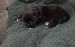 Shepsky dogs for sale: German shepherd x husky puppies - Image 3