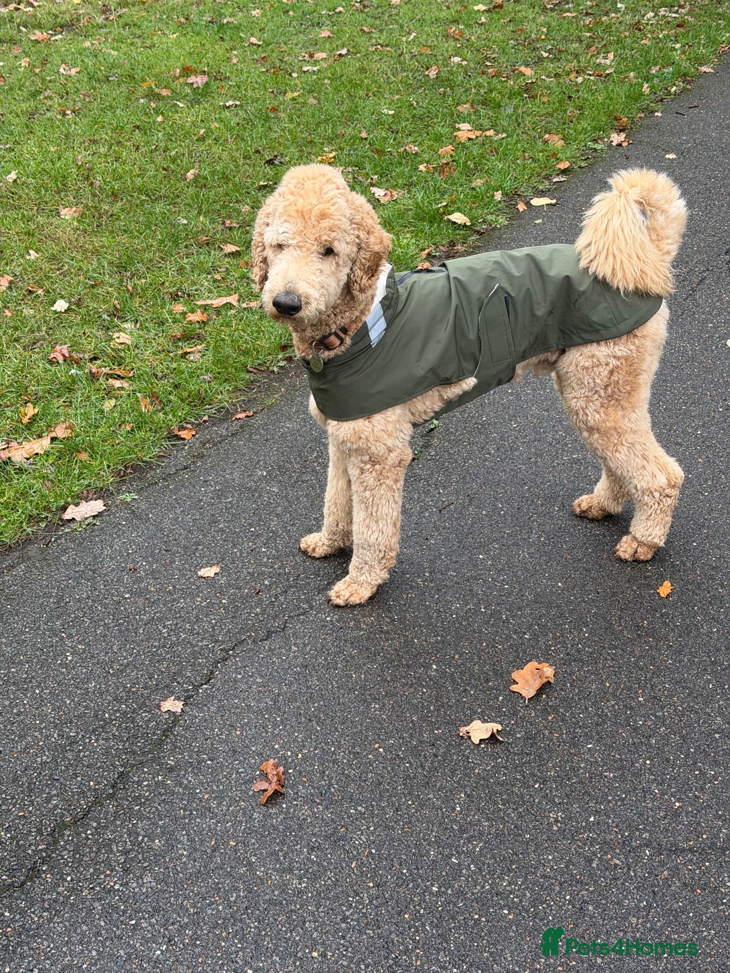 Standard Poodle dogs for stud: KC Registered Standard Poodle Stud Dog - Advert 1
