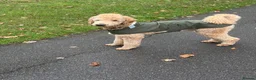Standard Poodle dogs for stud: KC Registered Standard Poodle Stud Dog in London - Advert 1