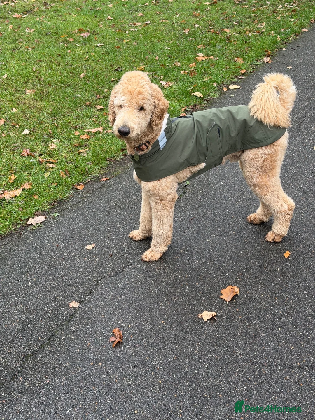 Standard Poodle dogs for stud: KC Registered Standard Poodle Stud Dog in London - Advert 1