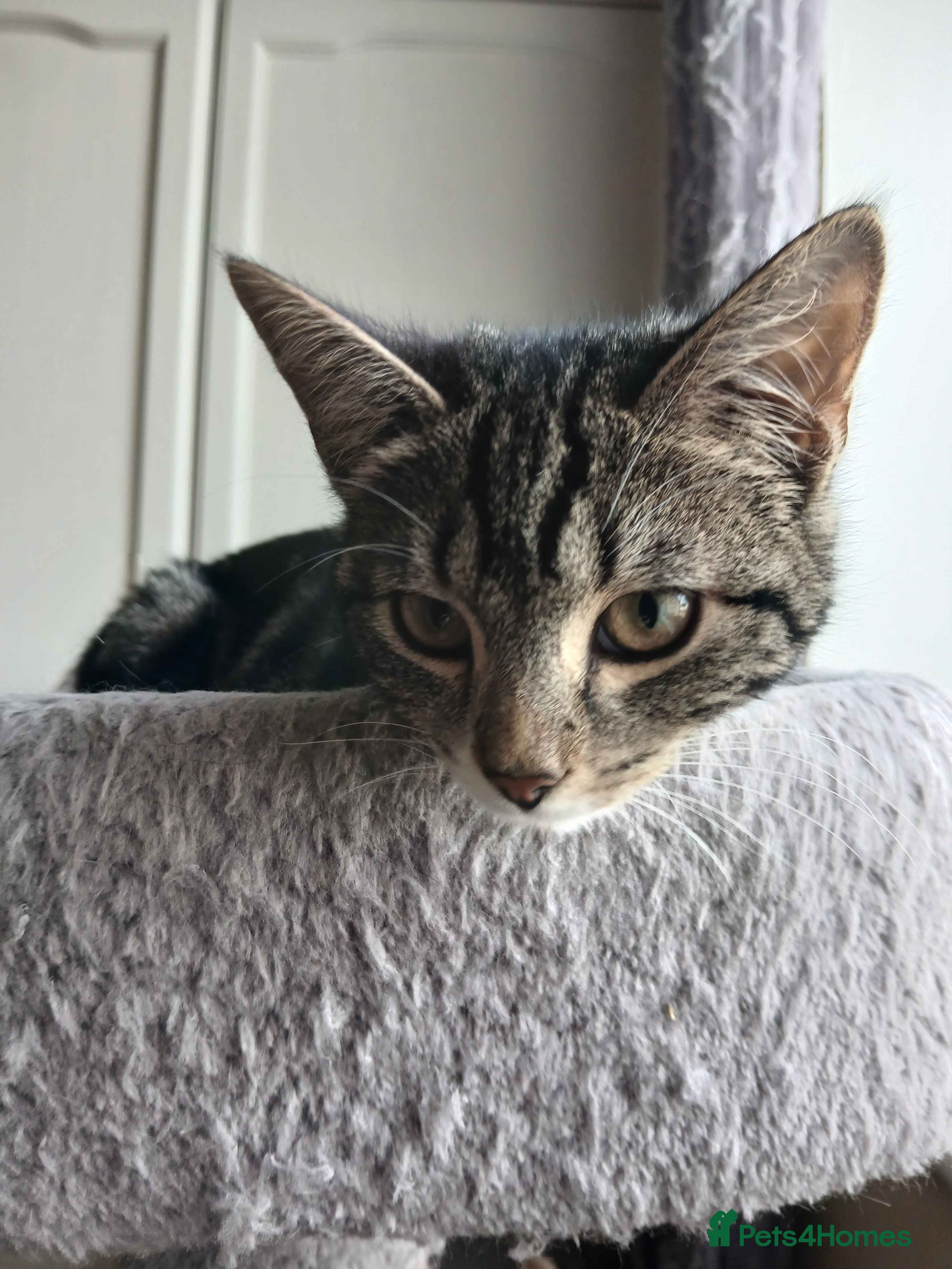 Domestic Shorthair cats ADOPTION - Newt - Advert 1