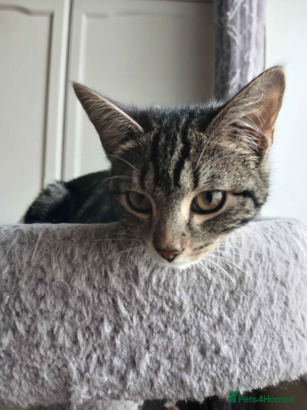 Domestic Shorthair cats for adoption: ADOPTION - Newt - Advert 1