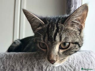 Domestic Shorthair cats ADOPTION - Newt - Advert 3
