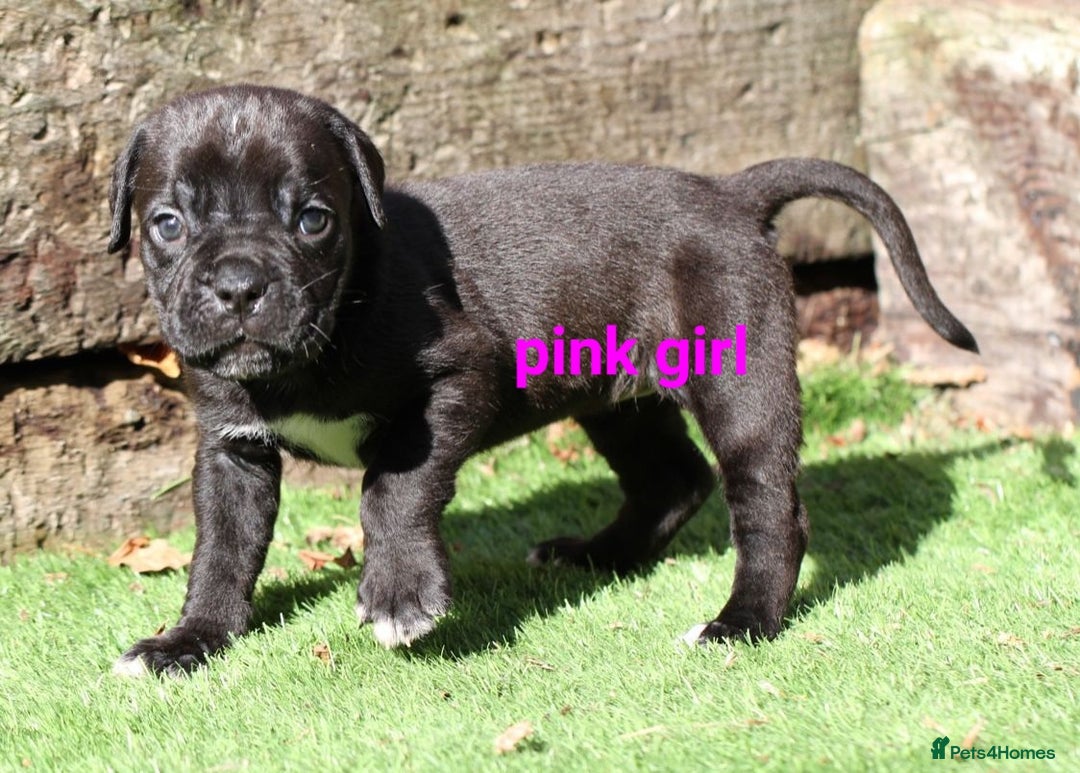 Cane Corso dogs for sale: 5 beautiful cane corso puppies  - Image 4