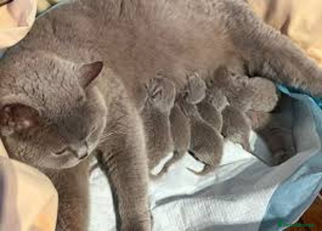 British Shorthair cats for sale:  fluffy BSH kittens - Advert 5