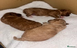 Toy Poodle dogs for sale: Toy poodles  - Image 12