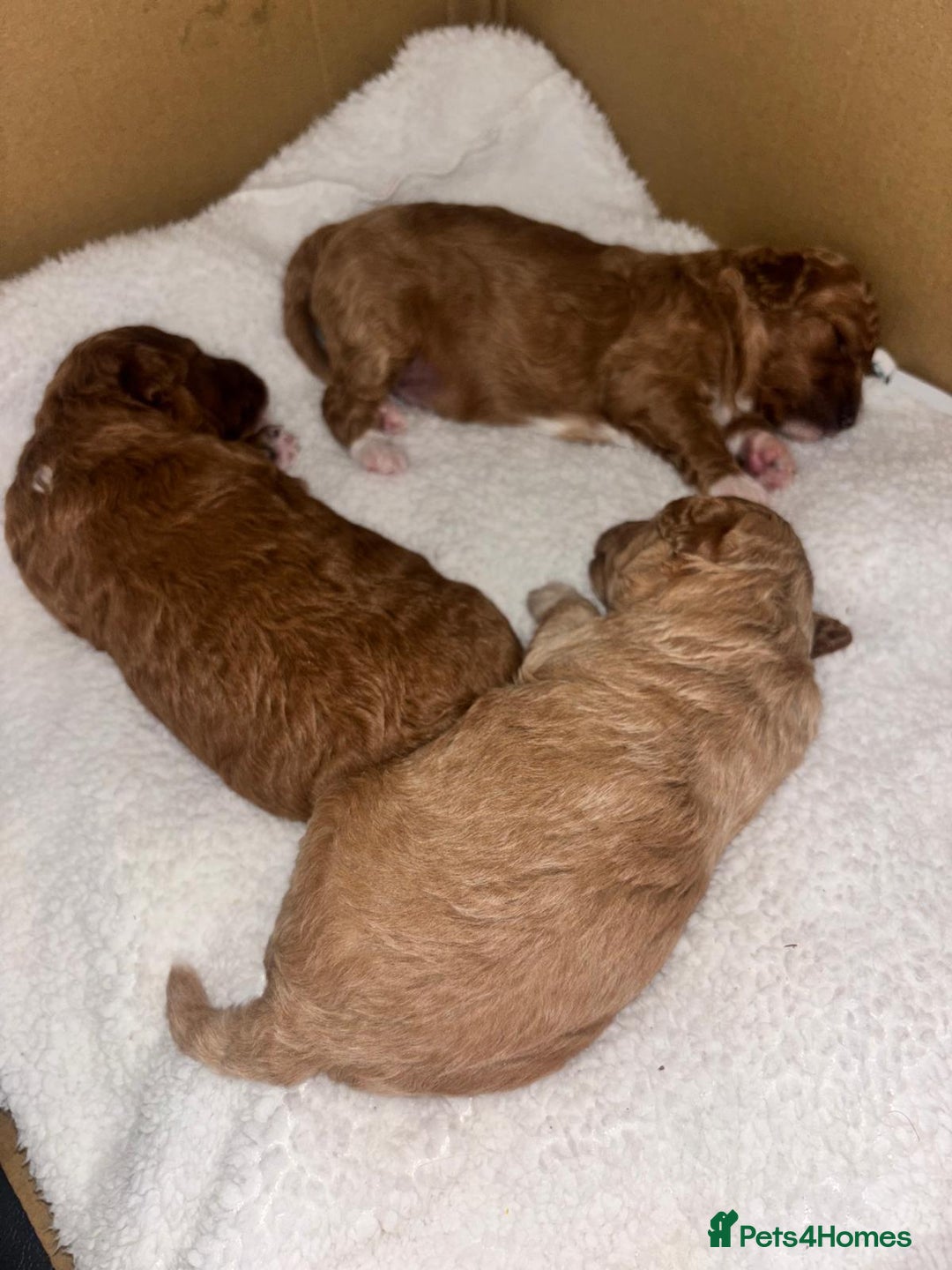 Toy Poodle dogs for sale: Toy poodles  - Image 12