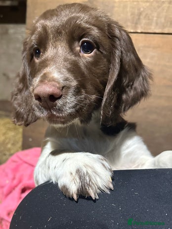 English Springer Spaniel dogs - Advert 4