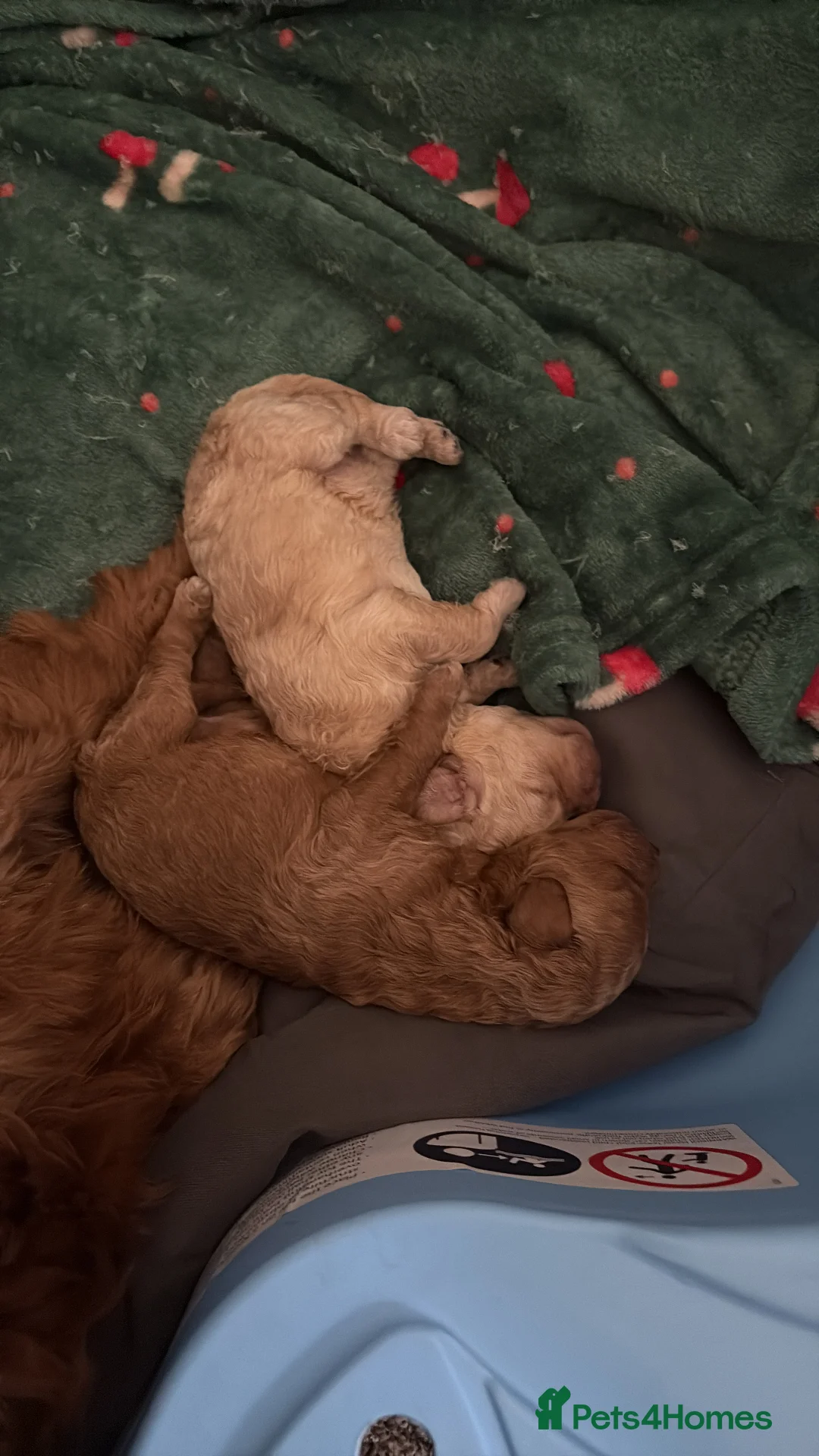 Cavapoo dogs for sale: Beautiful litter of f2 cavapoo puppies  in Rochdale - Advert 6